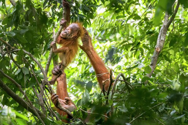Esi līdzās. Orangutana mazulis prasa daudz uzmanības. Šī mātīte, atbrīvota no gūsta 2011. gadā rezervātā Sumatrā. 2017 gadā viņu pamanīja ar mazuli. Tā ir cerību uz orangutanu nākamo paaudzi - Sputnik Latvija
