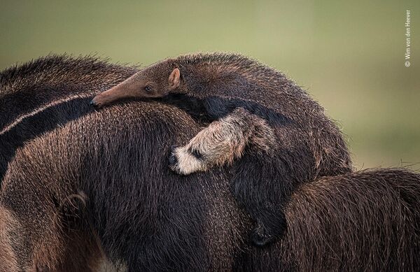 Autostops. Gigantiskā skudrulāča mātīte klaiņoja pa milzu līdzenumu ar mazuli uz muguras - Sputnik Latvija