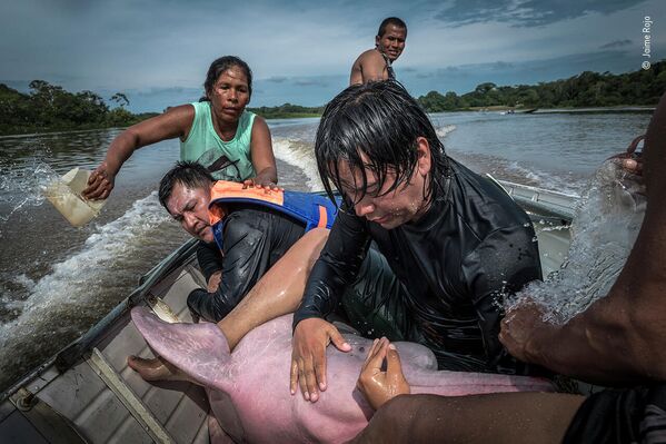 Delfīna skavas. Biologs no Kolumbijas mierina delfīnu Amazones ūdeņos. - Sputnik Latvija