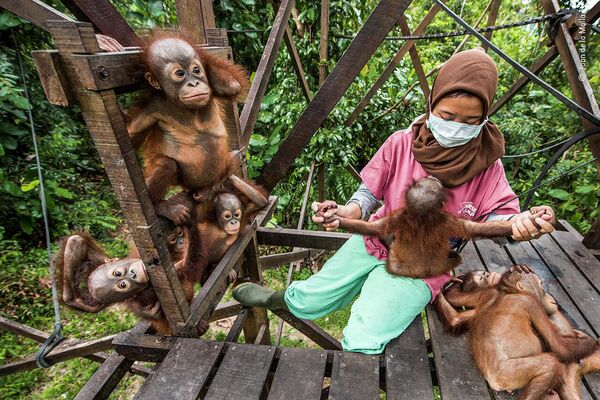 Nākotne ir viņas rokās. Pārliecīgās ekspluatācijas dēļ tropu meži Borneo ātri izzūd. Endēmiskajām sugām, piemēram, orangutaniem, tāpat draud nāve - Sputnik Latvija