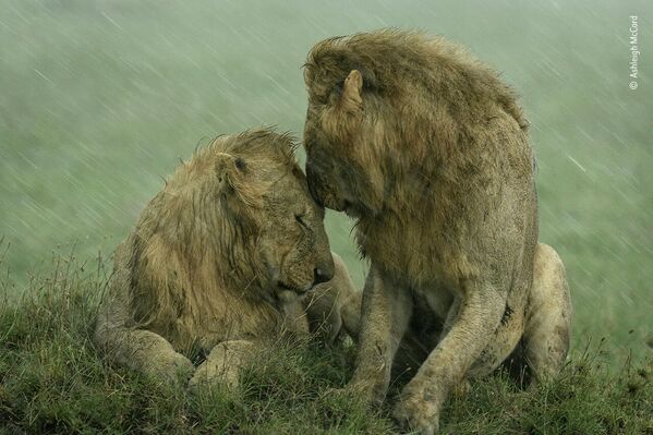 Patvērums no lietus. Fotogrāfe iemūžināja divu lauvu tēviņu tikšanos. Viņa fotografēja tikai vienu dzīvnieku, pēc tam pienāca otrs – apsveicināties. Sākās spēcīgs lietus, un otrais lauva apsēdās līdzās, it kā aizsedzot biedru - Sputnik Latvija