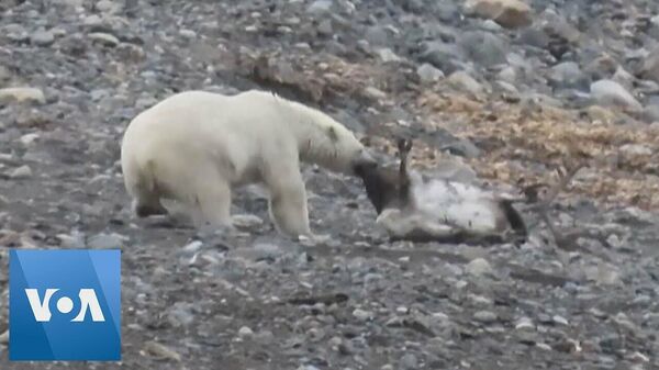 Baltā lāča uzbrukums ziemeļbriedim iemūžināts video - Sputnik Latvija