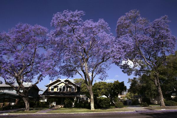 Деревья жакаранда в Южной Калифорнии в период цветения -19 мая 2004 года. - Sputnik Латвия