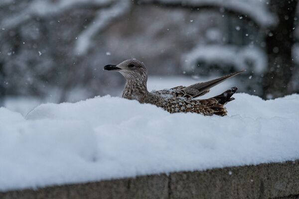 Чайка в снегу. - Sputnik Латвия