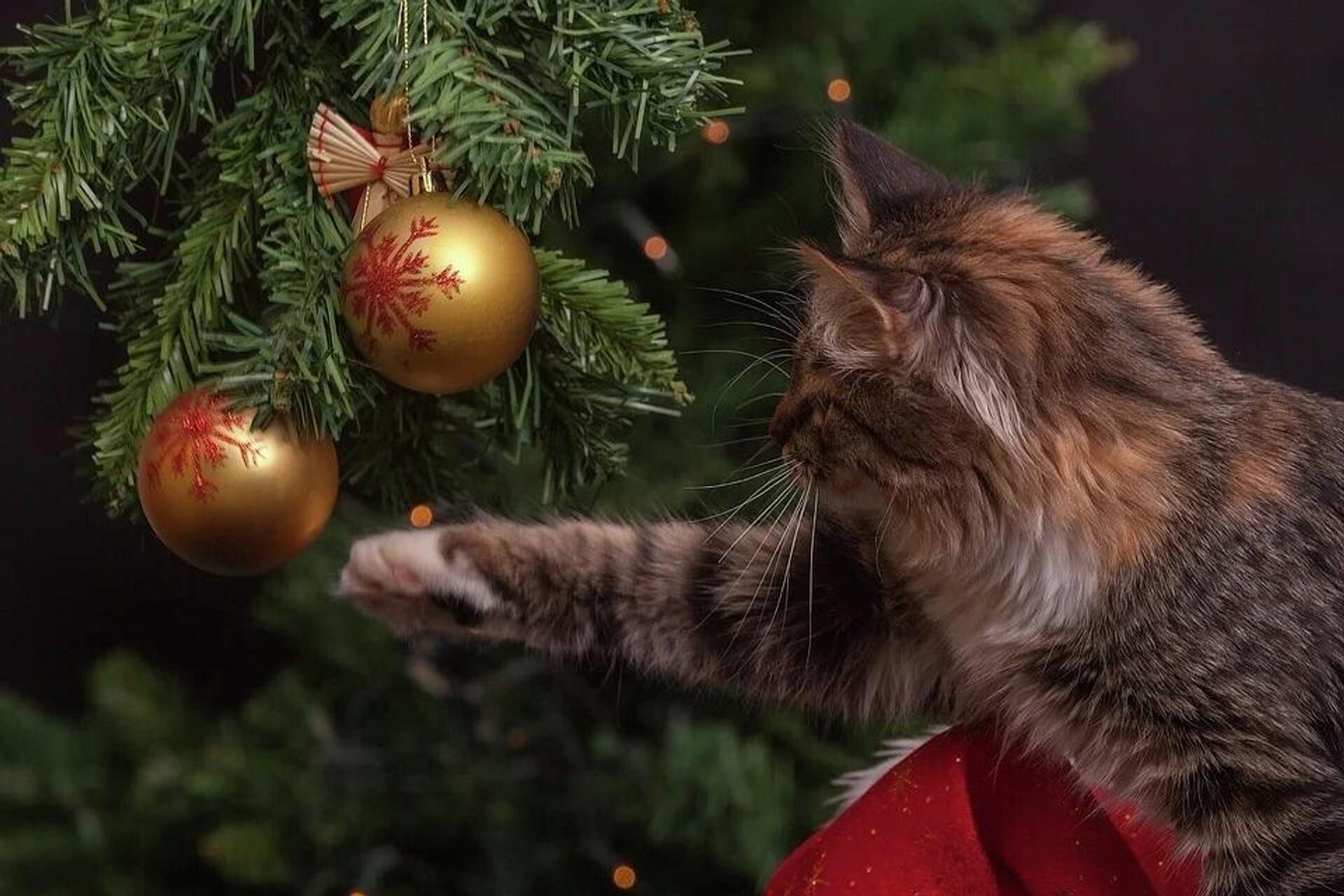 Кошка возле новогодней елки - Sputnik Latvija, 1920, 30.12.2021