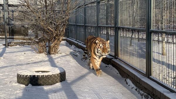 Как живет символ 2022 года амурский тигр в зоопарке Гродно – видео - Sputnik Латвия