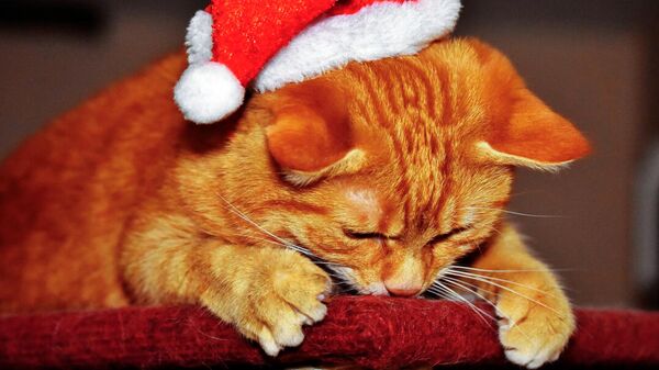 Кошка в шапке Санта-Клауса  - Sputnik Latvija