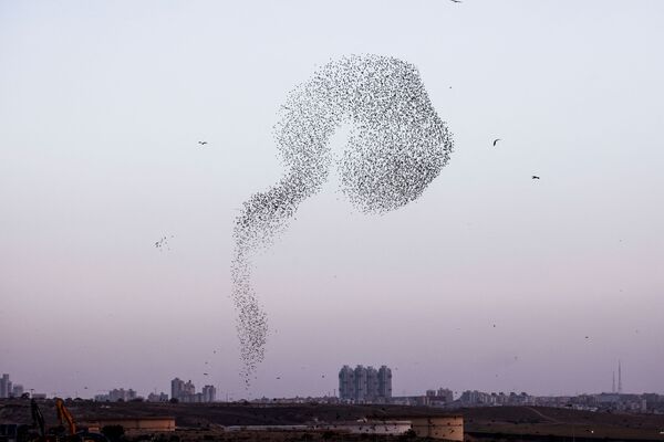 Lielākā daļa putnu ieceļo no Austrumeiropas vai Rietumāzijas, daļa no tiem pavada ziemu Izraēlā. Lielākā daļa putnu ieceļo no Austrumeiropas vai Rietumāzijas, daļa no tiem pavada ziemu Izraēlā. - Sputnik Latvija