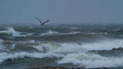 Штормовой ветер на побережье Рижского залива в Риге