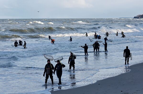 В благоприятные дни для &quot;охоты&quot; на берегу скапливаются десятки любителей янтаря. - Sputnik Латвия