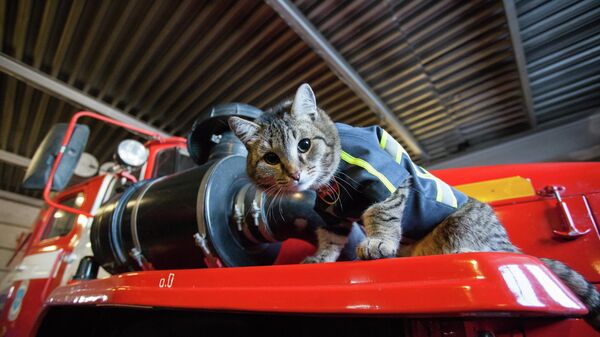 Divus gadus vecais kaķis Semjons dzīvo Tjumeņas apgabala ĀSM Galvenās pārvaldes 135. ugunsdzēsēju un glābēju vienībā  - Sputnik Latvija