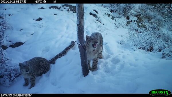 Baltie un pūkainie: sniega leopardi no Sajānu-Šušenskas dabas rezervāta - Sputnik Latvija