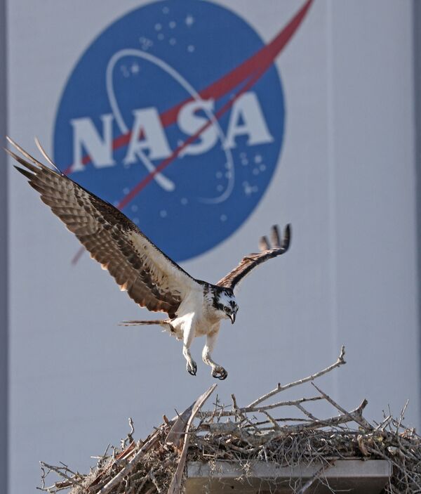 Ērglis Osprey atgriežas ligzdā netālu no transporta līdzekļu montāžas ēkas Kenedija Kosmiskajā centrā Floridā - Sputnik Latvija