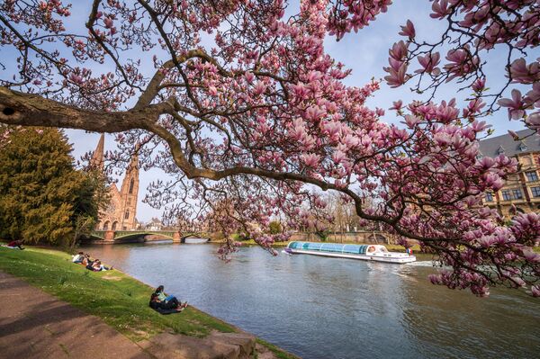 Люди отдыхают под цветущей магнолией на берегу реки Илл в центре Страсбурга. - Sputnik Латвия