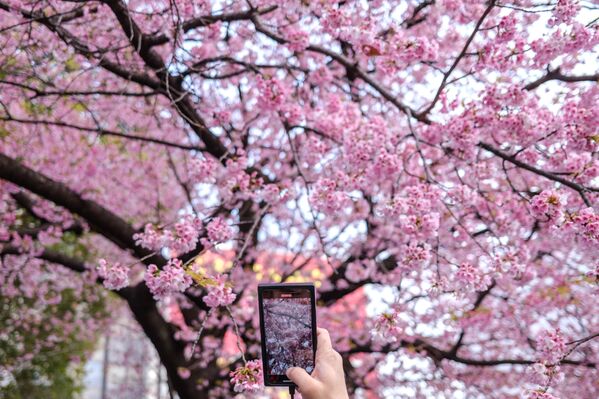 Человек снимает на видео цветение сакуры в парке Уэно в Токио. - Sputnik Латвия