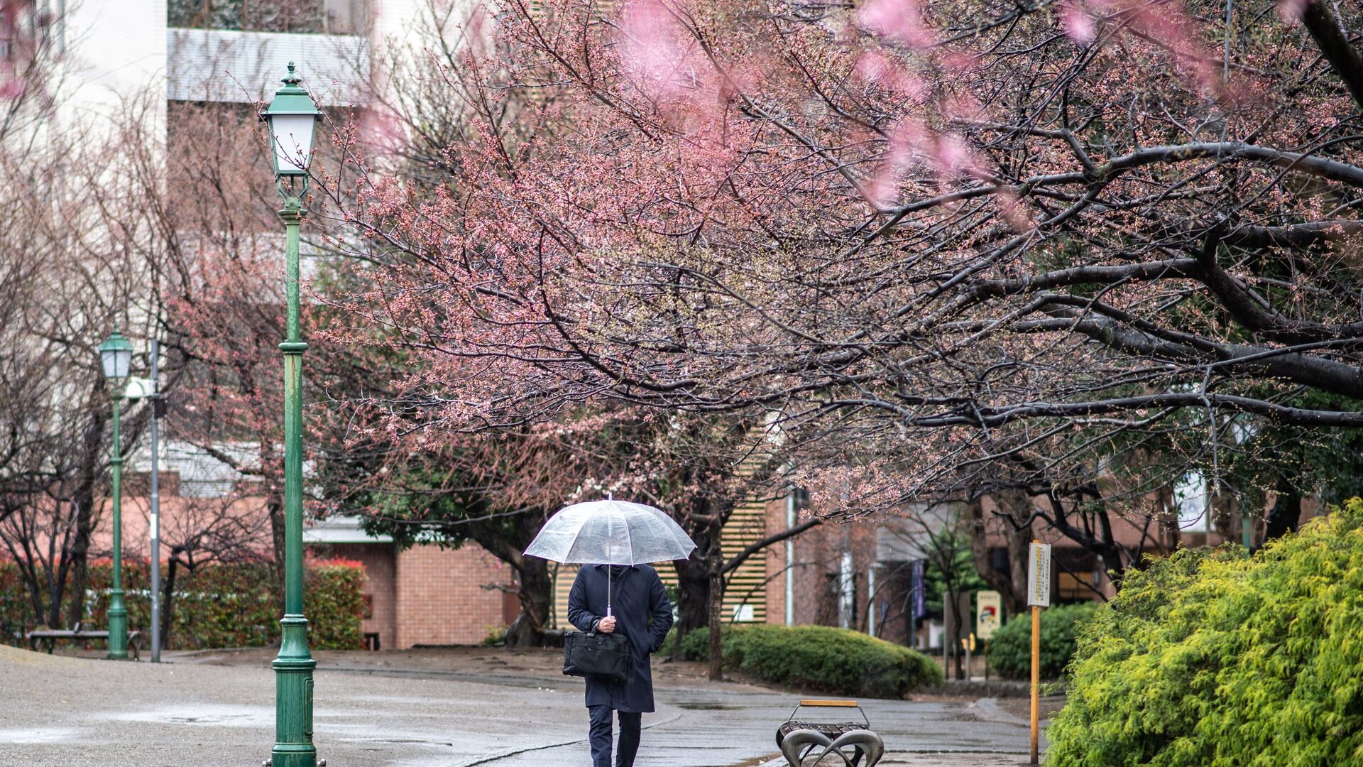Цветущие деревья во время дождя в Токио   - Sputnik Латвия, 1920, 11.04.2022