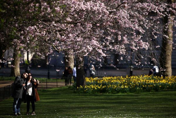 Pāris priecājas par ķiršu koku Seintdžeimsa parkā Londonā - Sputnik Latvija