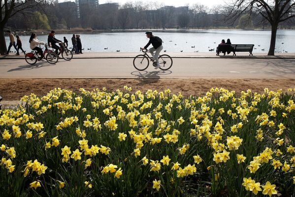 Narcises pavasara saulgriežu dienā Haidparkā, Londonā - Sputnik Latvija