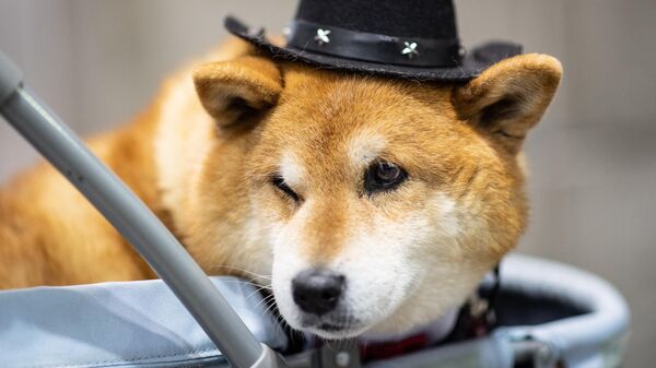 Собака в шляпке на выставке Interpets — International fair for a better life with pets в Токио - Sputnik Латвия