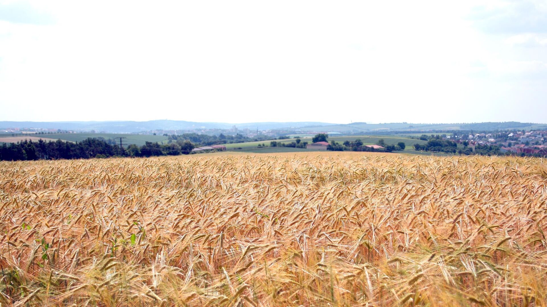 Пшеничное поле после дождя - Sputnik Латвия, 1920, 20.07.2022