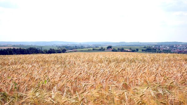 Пшеничное поле после дождя - Sputnik Латвия