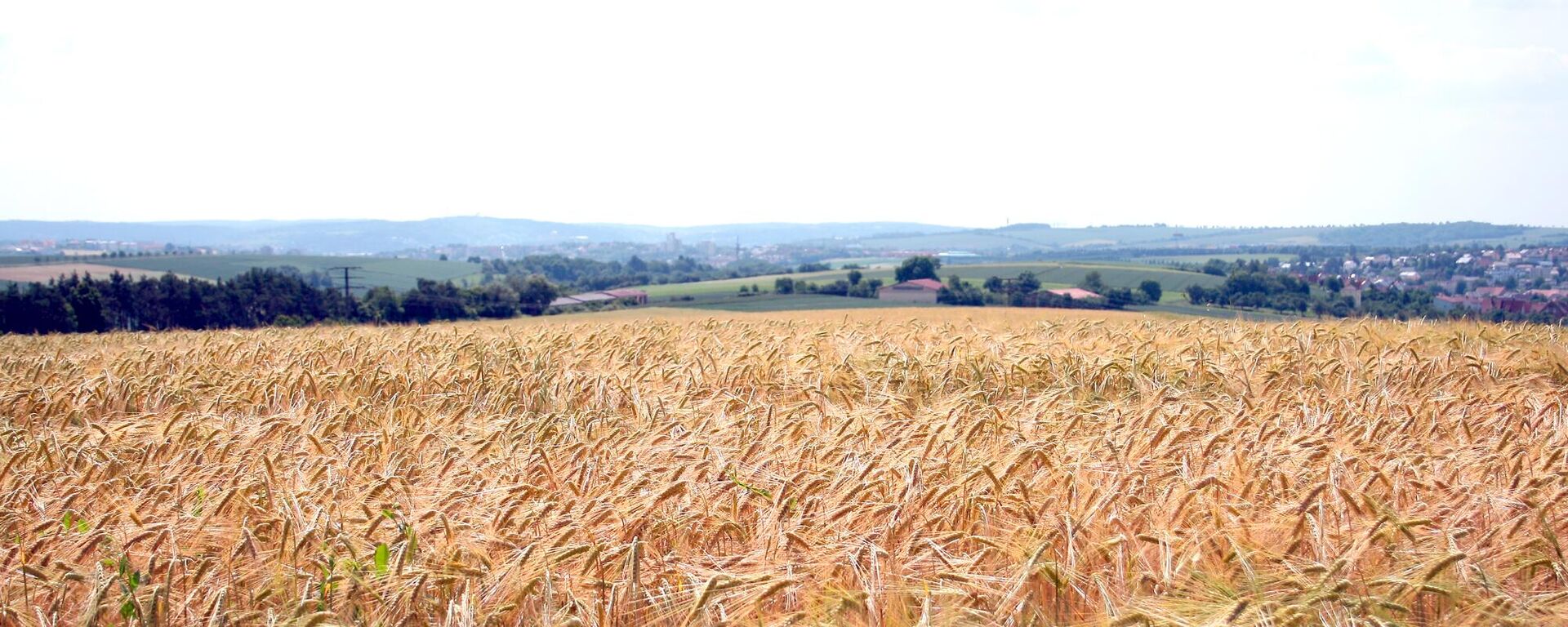 Пшеничное поле после дождя - Sputnik Латвия, 1920, 21.07.2023