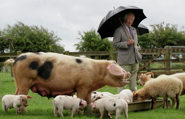 Принц Чарльз во время посещения Котсуолдского фермерского парка в Гайтинг-Пауэр близ Челтнема, Англия, 1 июля 2020 года. - Sputnik Латвия