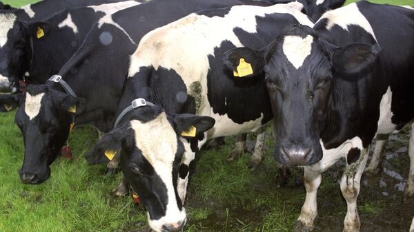 Стадо коров частной фермы под Роттердамом. - Sputnik Латвия