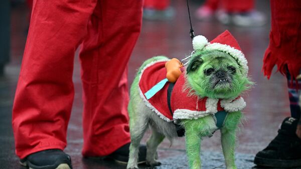 Бегун, одетый в костюм Деда Мороза, стоит со своей собакой по кличке Пагсли в Ливерпуле, Великобритания - Sputnik Латвия