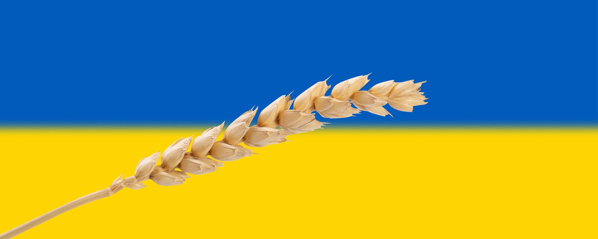 Колос пшеницы  - Sputnik Латвия, 1920, 17.09.2023