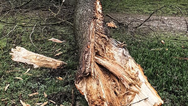 Упавшее от сильного ветра дерево в Лиепае - Sputnik Латвия