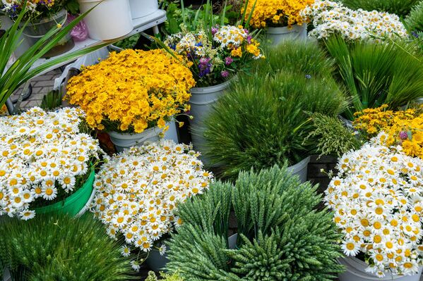 На Травяном рынке можно приобрести различные травы и цветы. - Sputnik Латвия
