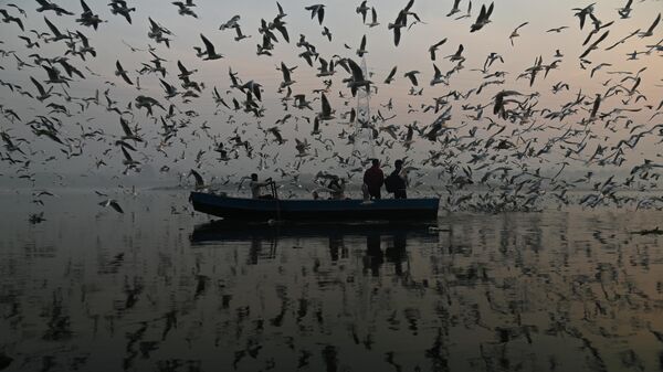 Кабир Дхангиани, Индия, Чайки на реке Джамна
 - Sputnik Латвия