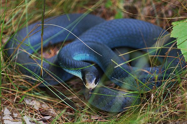 Прекрасная и очень опасная: синяя змея-гонщик. Рептилия имеет ярко-синий окрас и развивает высокую скорость, за что ее и прозвали гонщиком. Вид находится на грани вымирания. - Sputnik Латвия