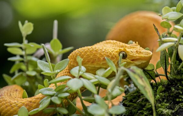 Ядовитая змея Бокарака, Коста-Рика. - Sputnik Латвия