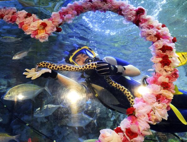 Морская змея плавает во время шоу  в аквариуме с дайвером, Токио. - Sputnik Латвия