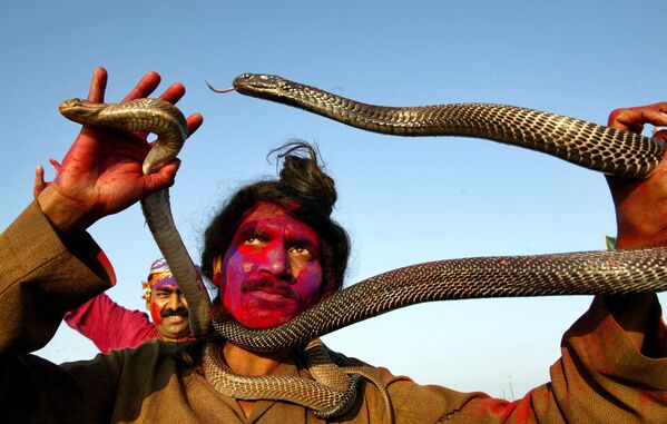Заклинатель змей выступает с ядовитыми рептилиями в Индии. - Sputnik Латвия