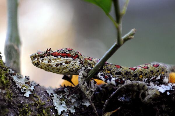 Ядовитая змея Бокарака, или иначе оропель в серпентарии, Коста-Рика. - Sputnik Латвия