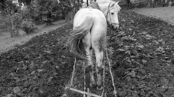 Лошадь пашет землю - Sputnik Латвия