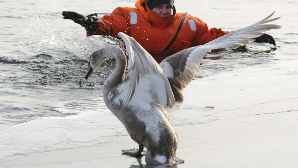 Люди спасли лебедей спасли от верной гибели - видео - Sputnik Латвия