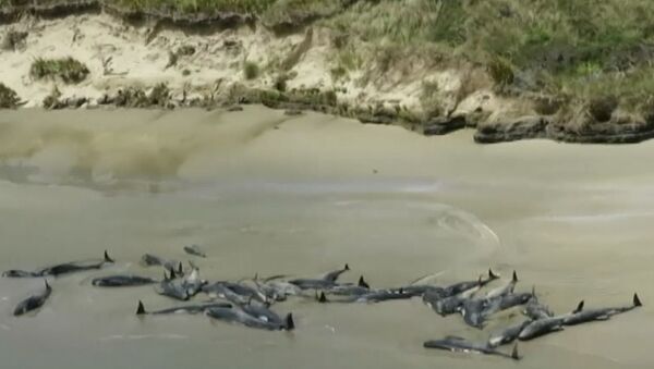 Более 145 дельфинов-гринд выбросились на берег в Новой Зеландии - Sputnik Latvija