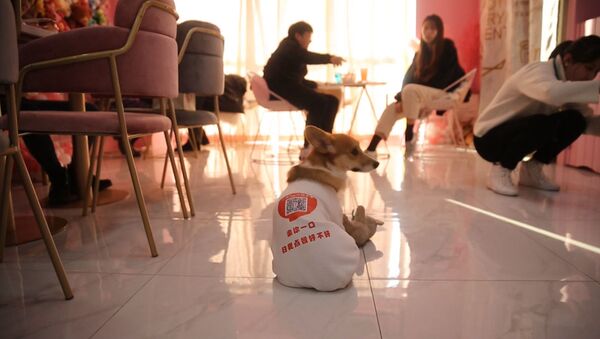 Корги-официанты удивили посетителей шанхайского кафе - видео - Sputnik Латвия