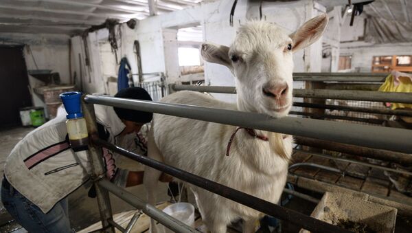 Работница доит козу в фермерском хозяйстве - Sputnik Latvija