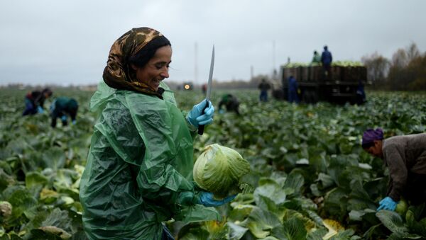 Рабочие собирают урожай капусты - Sputnik Latvija