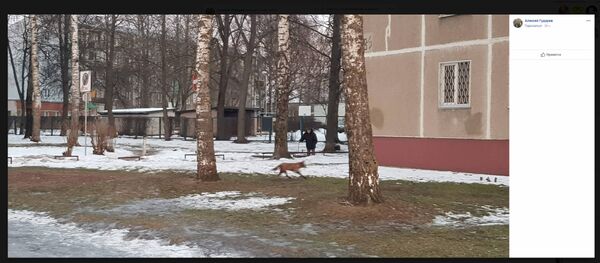 Staigā pa promenādi un nekā nebaidās: Ķengaraga iedzīvotājus satraukušas lapsas Staigā pa promenādi un nekā nebaidās: Ķengaraga iedzīvotājus satraukušas lapsas - Sputnik Latvija