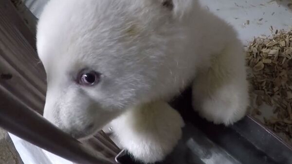Белый медвежонок в берлинском зоопарке поражает своей милотой - Sputnik Латвия