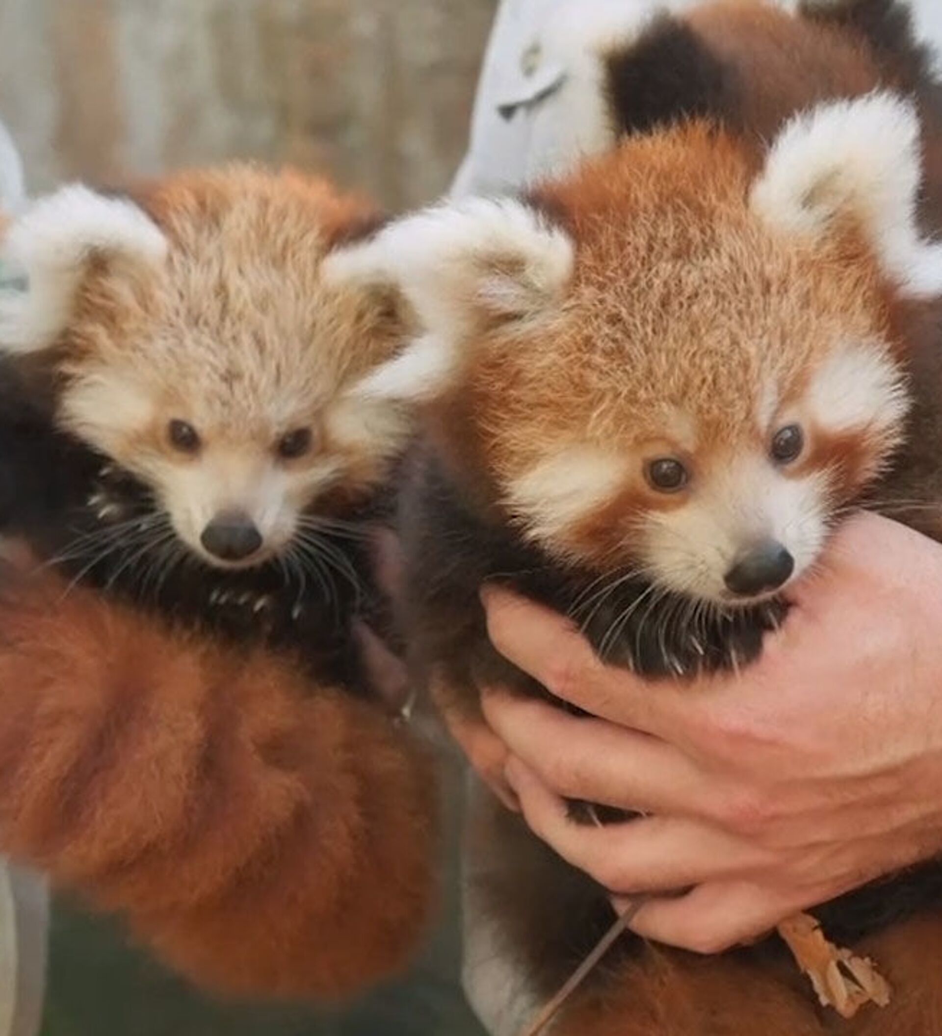 Кошачий медведь фото