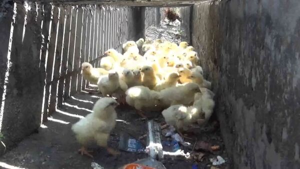 Спасение цыплят из водостока попало на видео - Sputnik Латвия