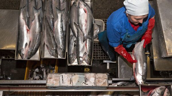 Сотрудник фабрики укладывает лосось в противни для заморозки - Sputnik Latvija
