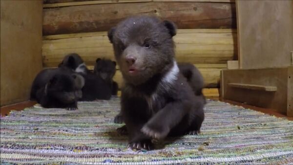 Десять медвежат делают первые шаги в Центре спасения в Тверской области - Sputnik Латвия